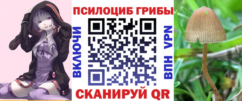 сколько стоит  Южа  Псилоцибиновые грибы Psilocybine cubensis 